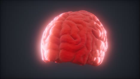 Loop-Rotating-Human-Brain-Animation